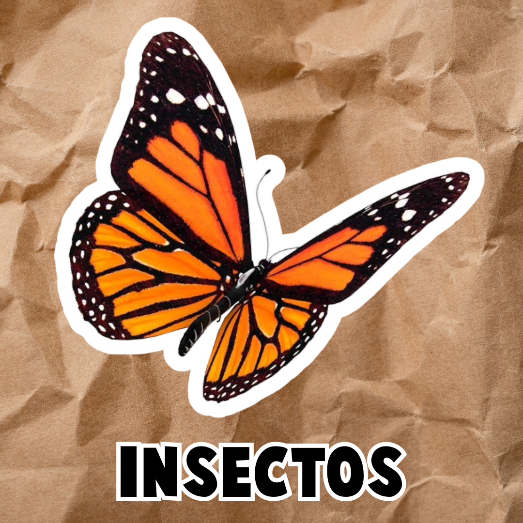 PDF INSECTOS