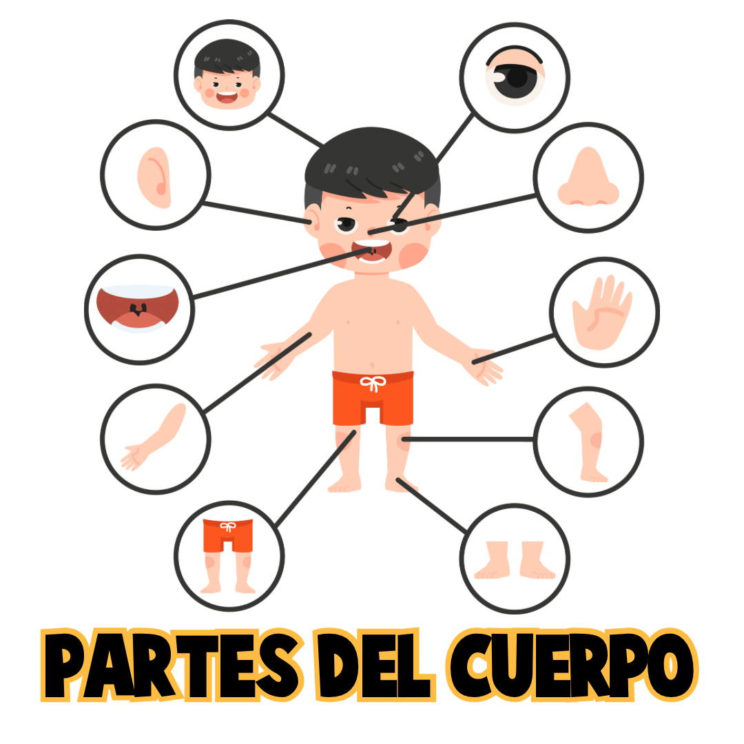 Pictos Partes del Cuerpo