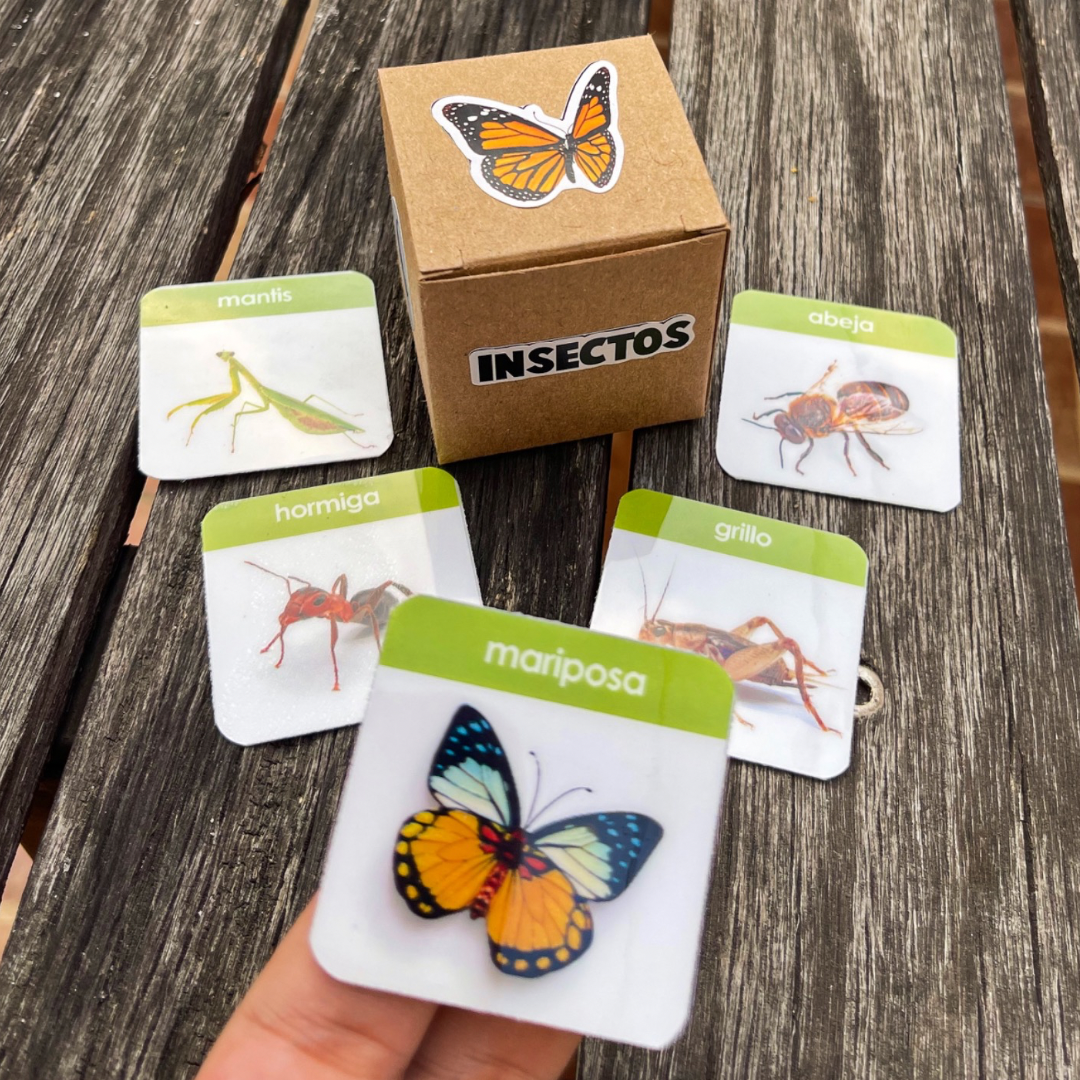Pictos Insectos