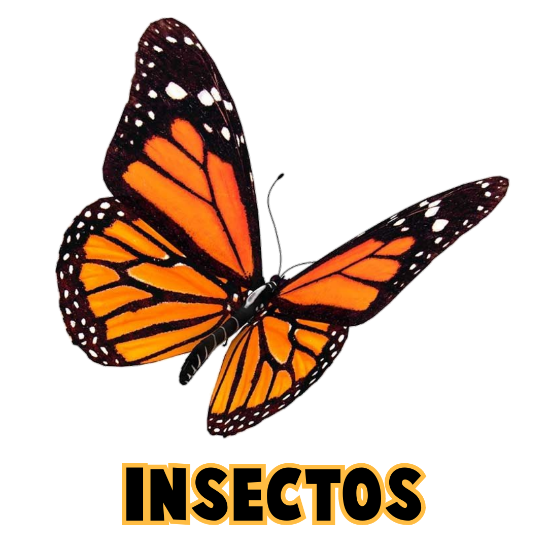Pictos Insectos