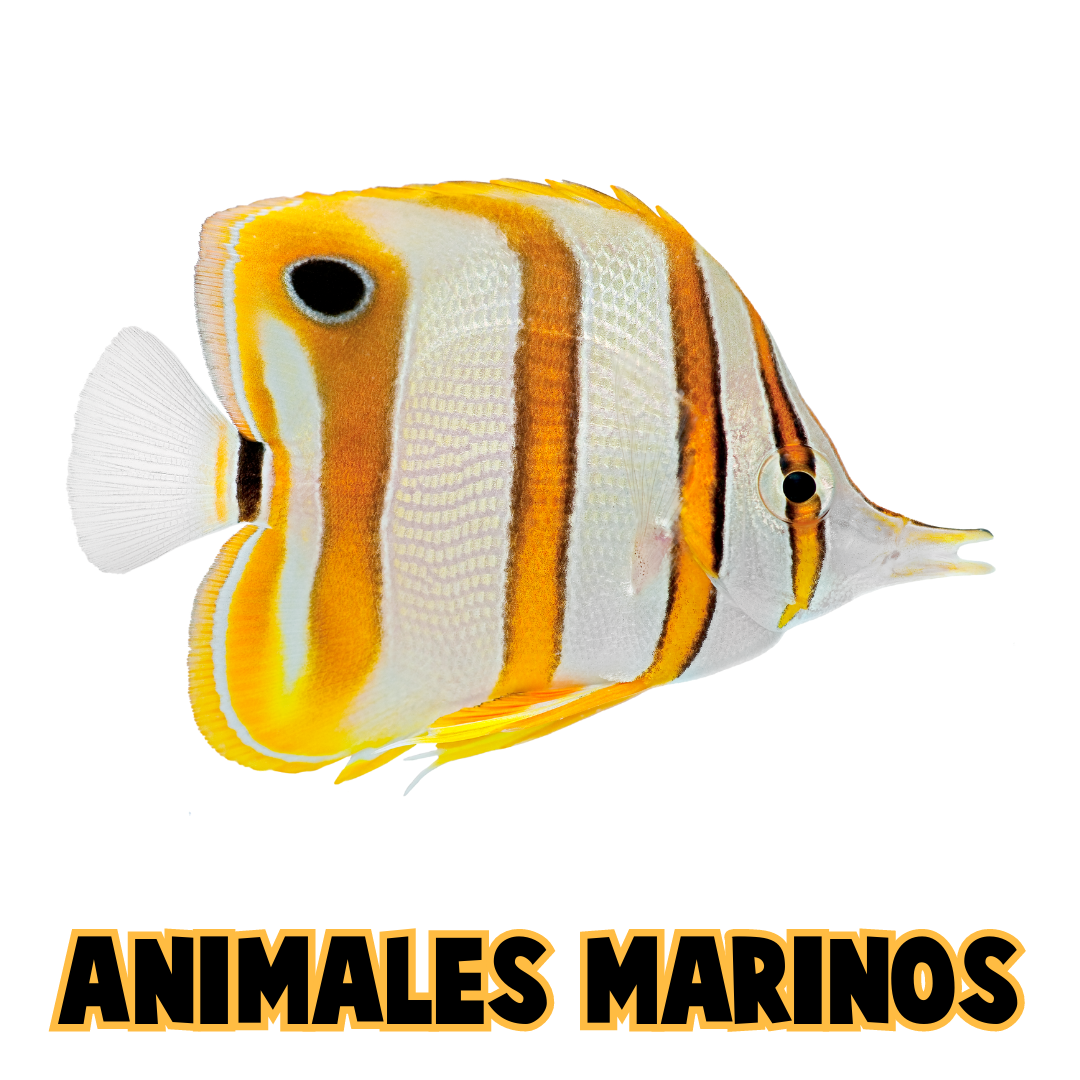 Pictos Animales Marinos